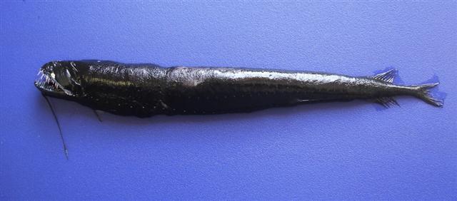 (Melanostomias) Род МЕЛАНОСТОМИИ, ЧЕРНОРОТЫ 16 видов